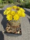 Mammillaria baumii